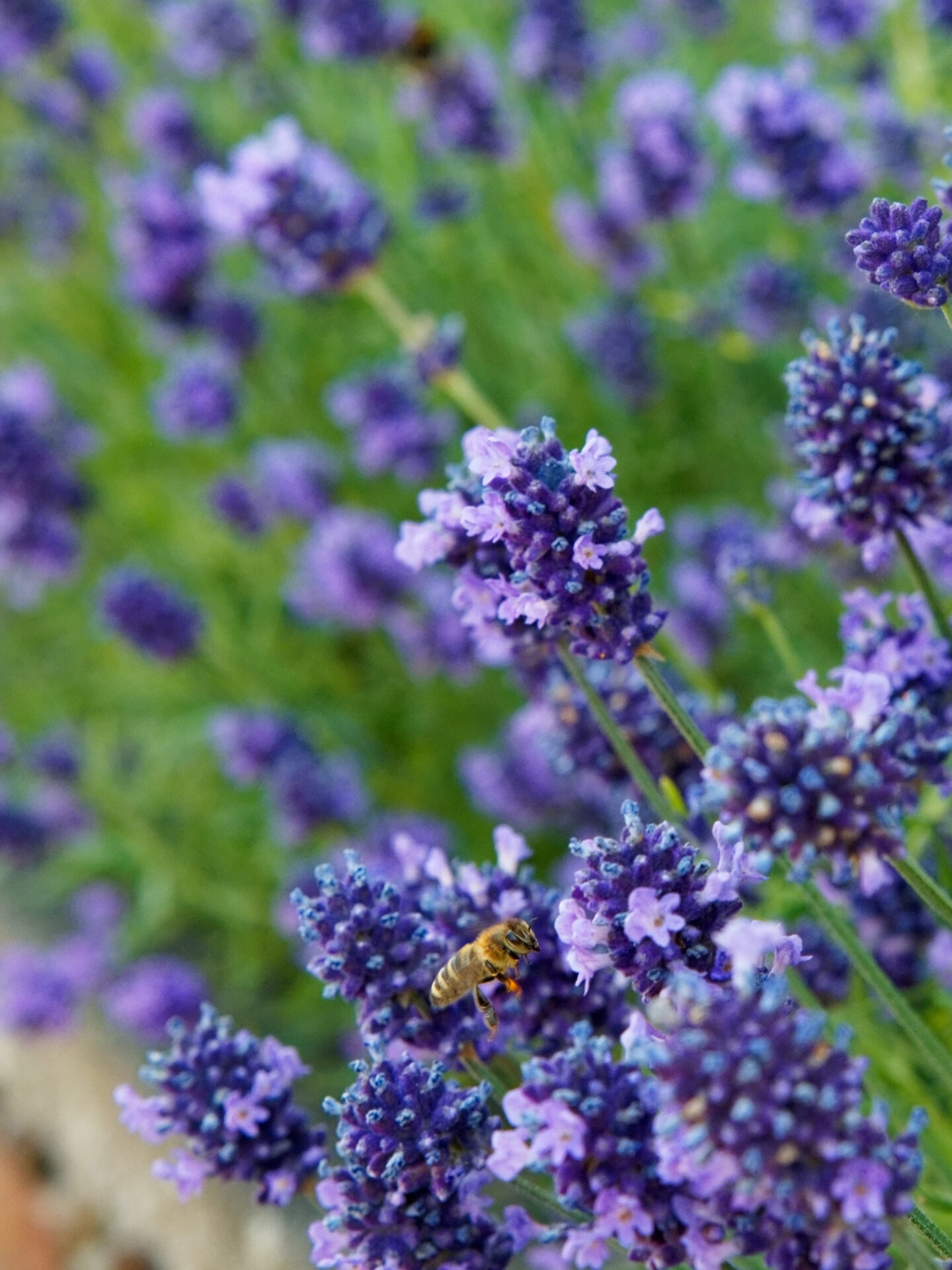 Biene im Lawendel