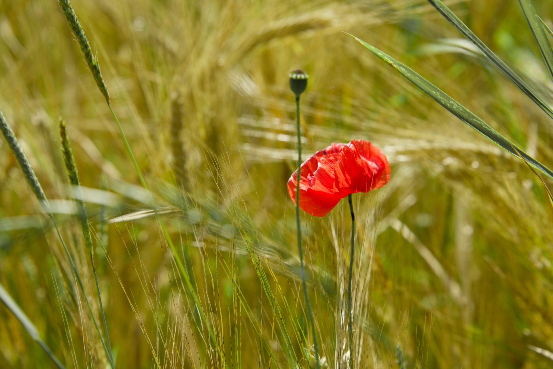 Mohn im Kornfeld