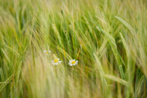 Versteckt