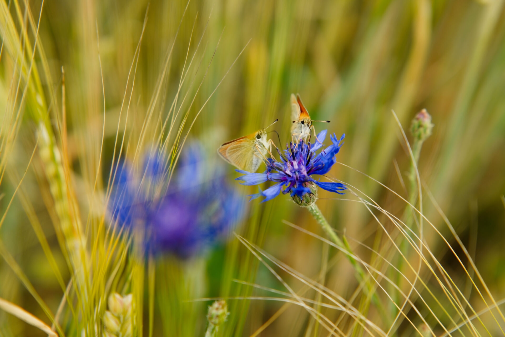 Gespräch beim Dinner
